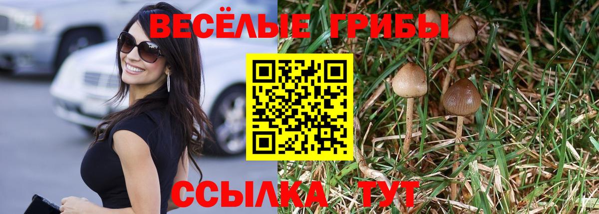 где купить наркотик  Вход с VPN  Белгород  Галлюциногенные грибы Cubensis 